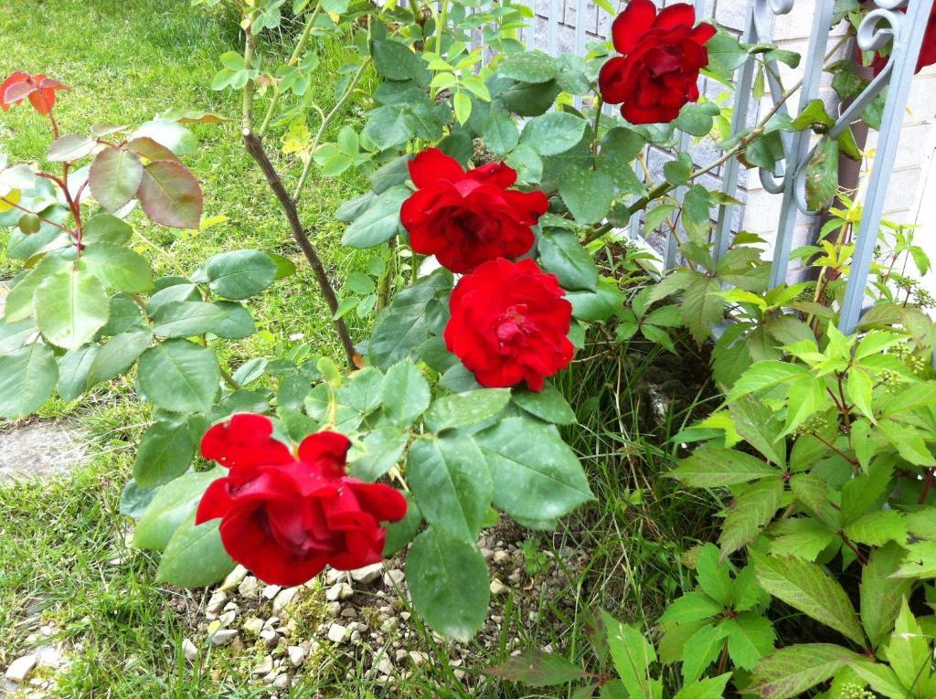 B&B Cherry En Rose Lezzeno Kültér fotó
